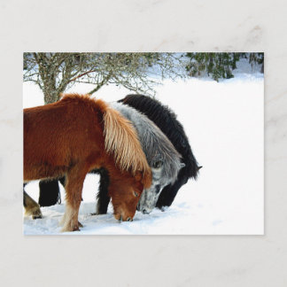 Hästar Postcard