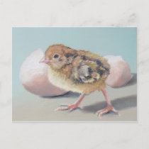 Hatched Chick Bird Art Postcard