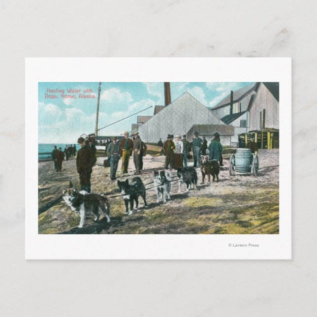 Hauling Water with DogsNome, AK Postcard (Front)