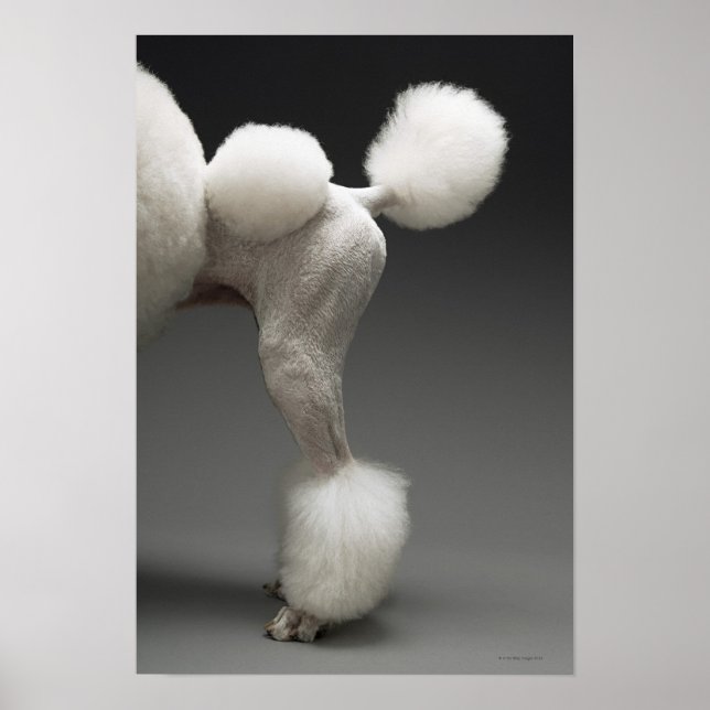 Haunches of Poodle, on gray background Poster (Front)