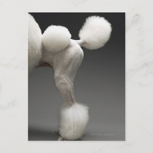 Haunches of Poodle on grey background Postcard