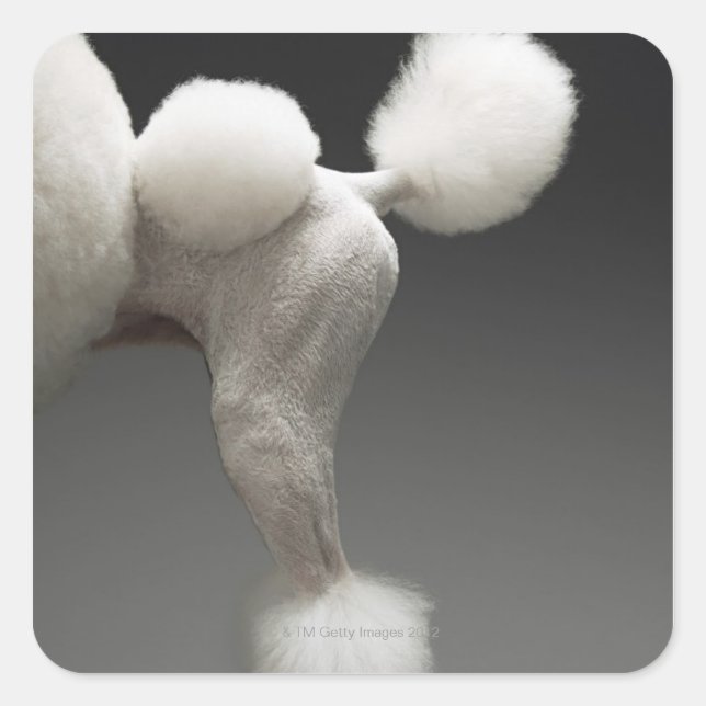Haunches of Poodle, on grey background Square Sticker (Front)