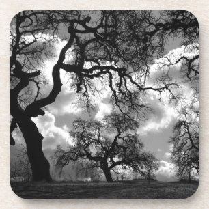Haunting Photograph Black and White Trees Beverage Coaster