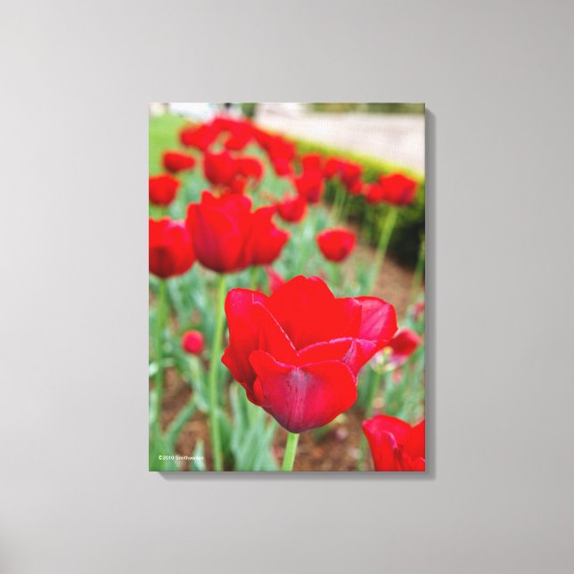 Haupt Bulbs, Close-up Canvas Print (Front)