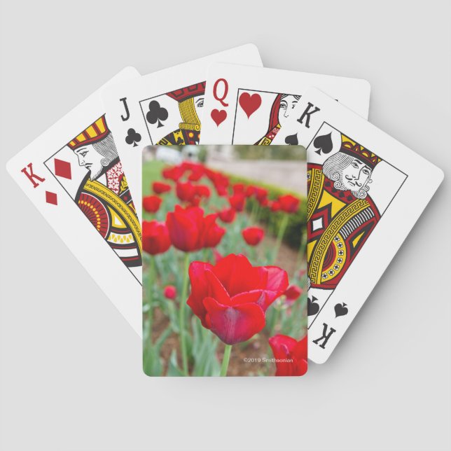 Haupt Bulbs, Close-up Poker Cards (Back)