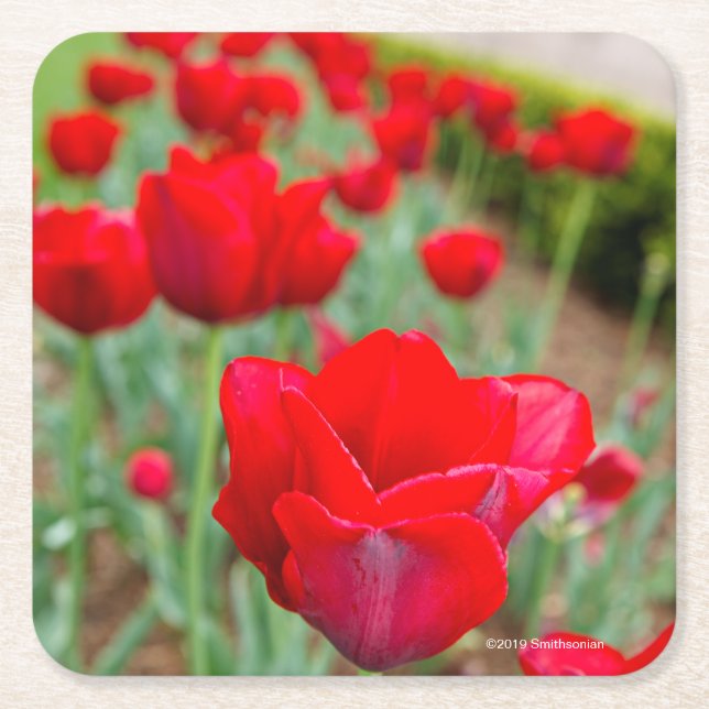 Haupt Bulbs, Close-up Square Paper Coaster (Front)