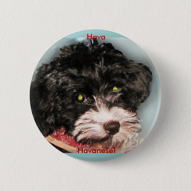 Hava Havanese! Pinback Button (Front)