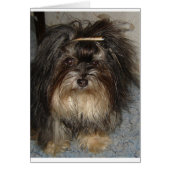 havanese (Front)