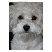 havanese-2.png (Front)