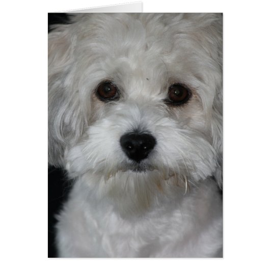 havanese-2.png cards (Front)