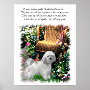 Havanese Art Print