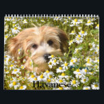 Havanese Calendar<br><div class="desc">A Calendar with 12 different pictures of Havanese</div>