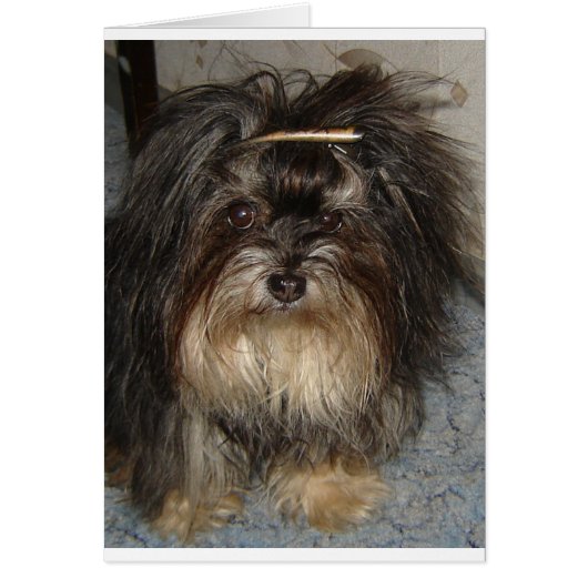 havanese cards (Front)