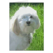 Havanese Cards (Front)