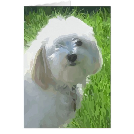 Havanese Cards (Front)
