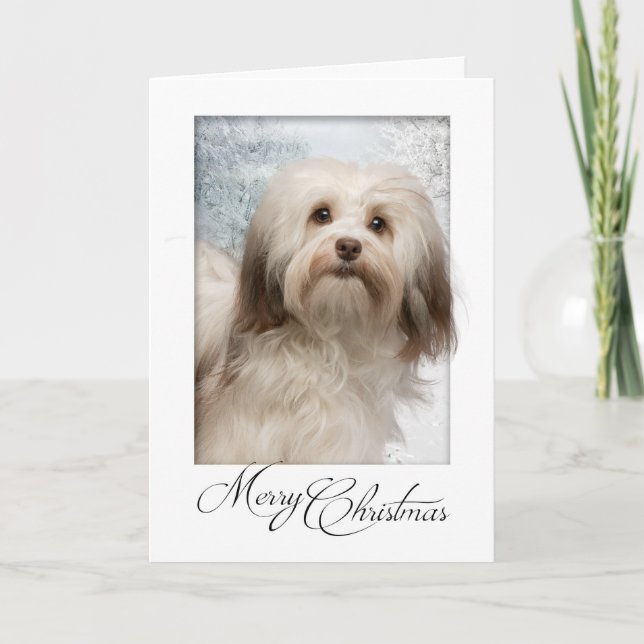 Havanese Christmas Card (Front)