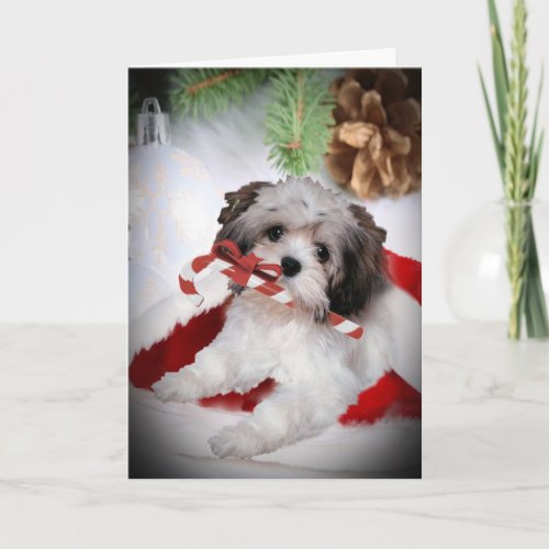 Havanese Christmas Holiday Card