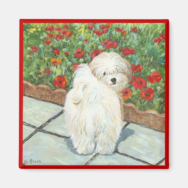 Havanese Dog and Poppies Art Print Magnet (Front)