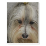 Havanese Dog Breed Temporary Tattoos