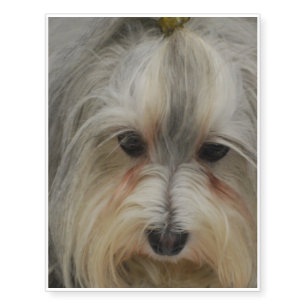 Havanese Dog Breed Temporary Tattoos