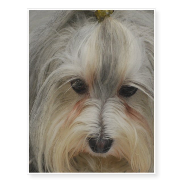 Havanese Dog Breed Temporary Tattoos (Front)