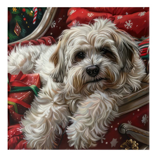 Havanese Dog Christmas Festive Acrylic Print (Front)