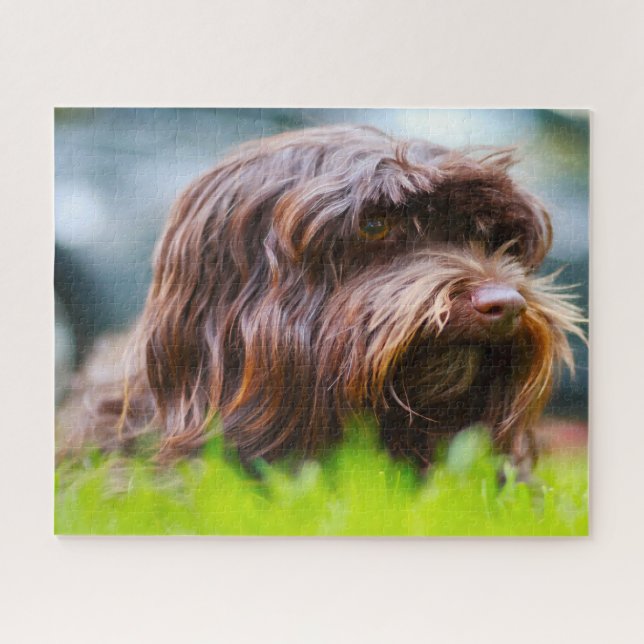 Havanese Dog. Jigsaw Puzzle (Horizontal)