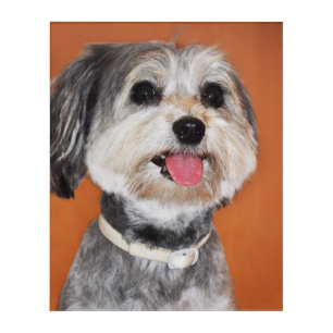 Havanese Dog Portrait Acrylic Print