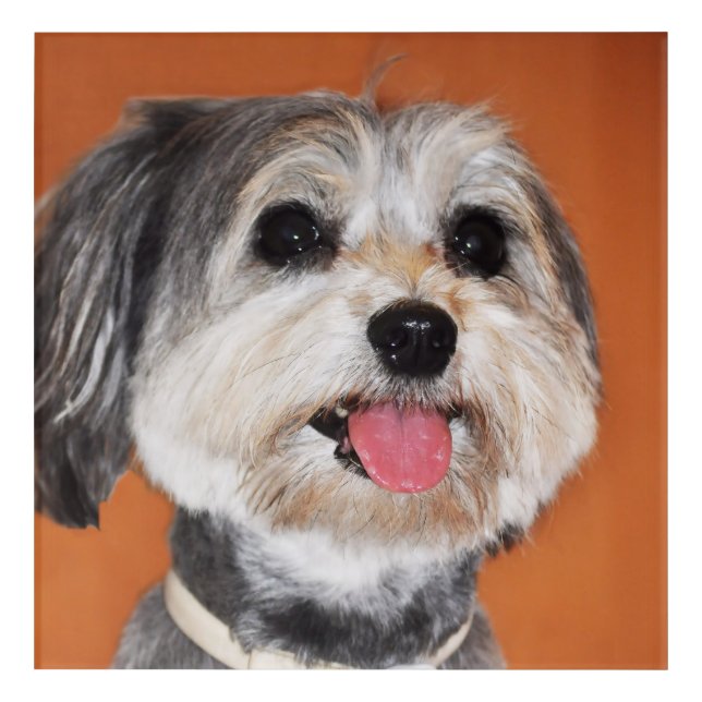 Havanese Dog Portrait Acrylic Print (Front)