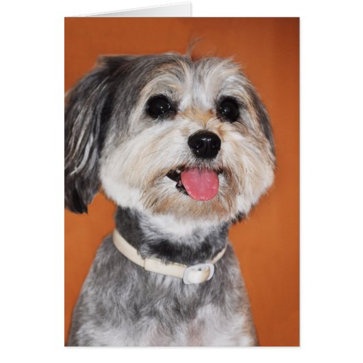 Havanese Dog Portrait Cards (Front)