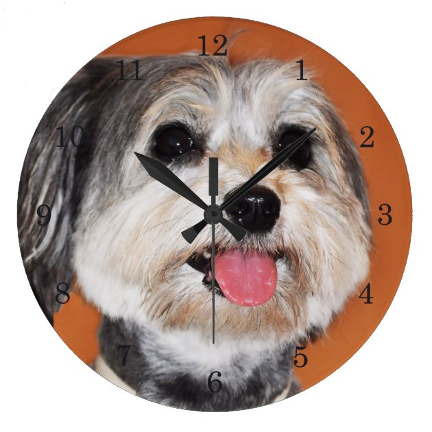 havanese items