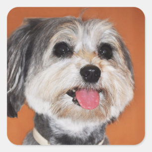 Havanese Dog Portrait Square Sticker