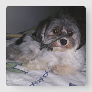 Havanese Dog, Square Wall Clock