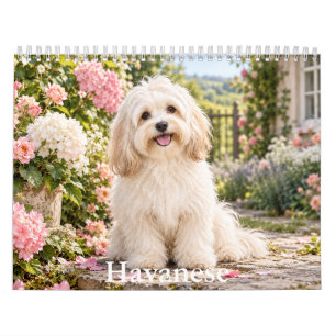 Havanese Dogs Calendar 