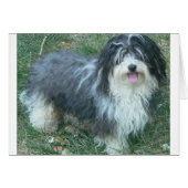 havanese full.png (Front Horizontal)