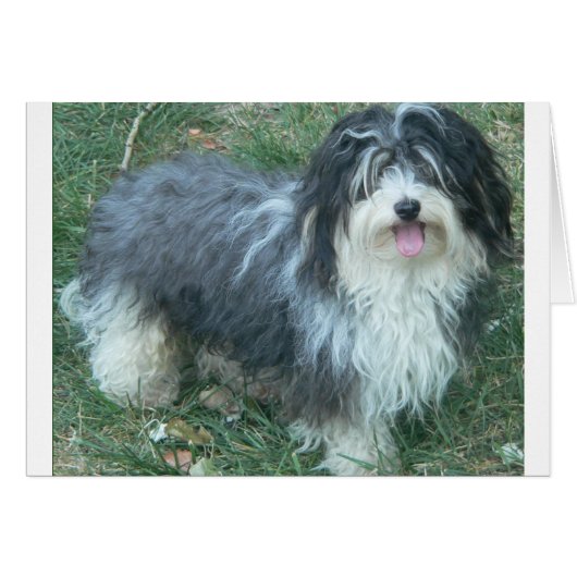 havanese full.png (Front Horizontal)