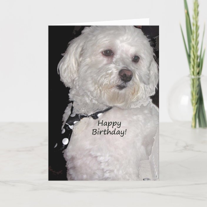 Havanese Happy Birthday Card | Zazzle.com