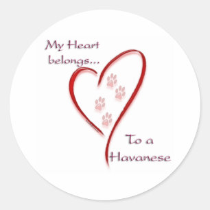 Havanese Heart Belongs Classic Round Sticker