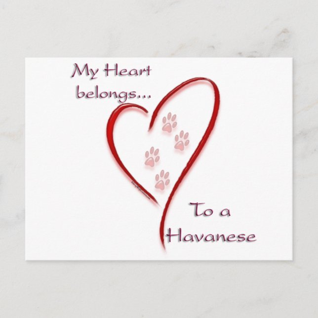 Havanese Heart Belongs Postcard (Front)