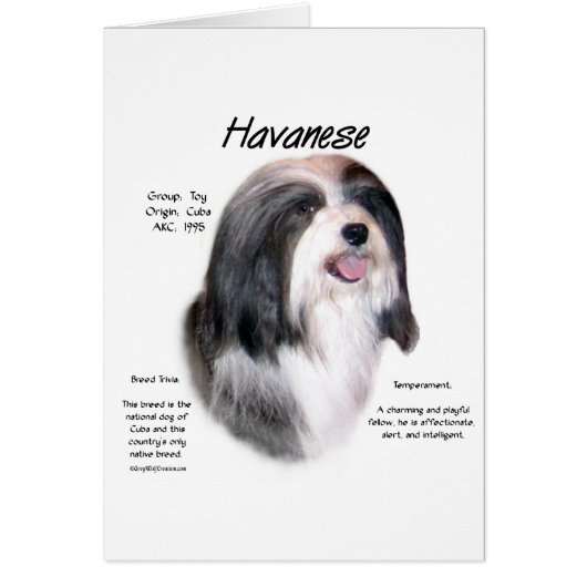 Havanese History Design Cards (Front)