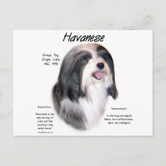 Havanese History Design Postcard