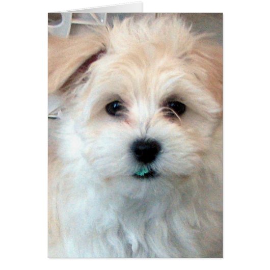Havanese Hug card (Front)