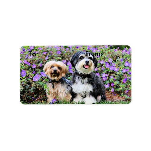 Havanese _ Lola  Yorkie _ Molly Label