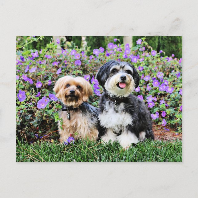 Havanese - Lola & Yorkie - Molly Postcard (Front)