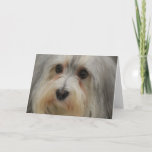 Havanese Note Card