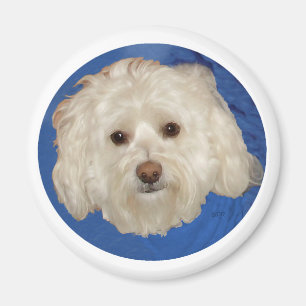 Havanese on Blue Magnet