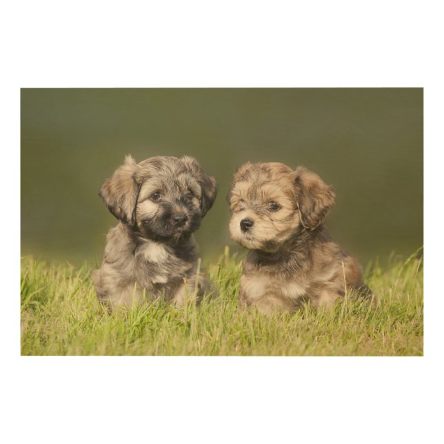 Havanese Puppies Wood Wall Decor (Front)