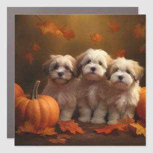 Havanese Puppy Autumn Delight Pumpkin Car Magnet