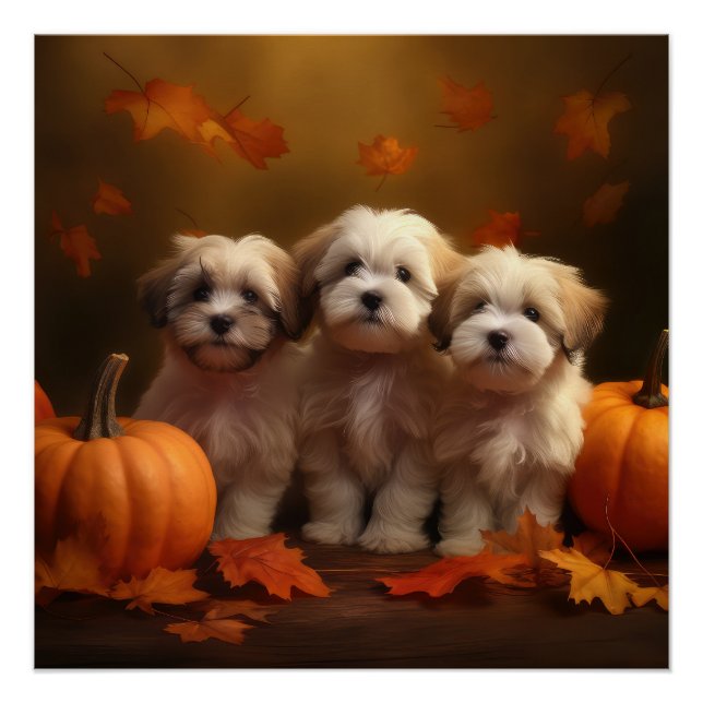 Havanese Puppy Autumn Delight Pumpkin Poster (Front)