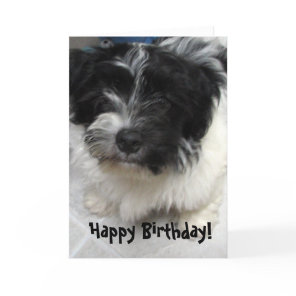 Havanese Puppy Birthday Card